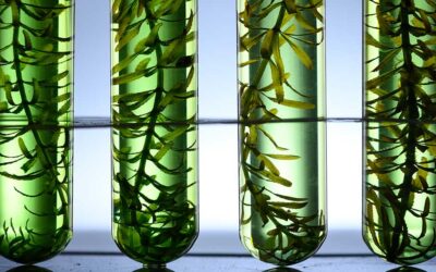 Biofuels: A Promising Frontier for Chemical Engineers