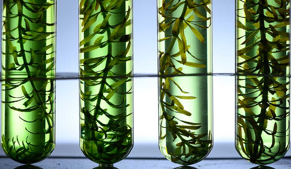 Biofuels: A Promising Frontier for Chemical Engineers